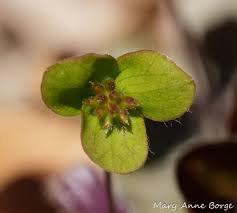 Attēlu rezultāti vaicājumam “Hepatica nobilis fruit”