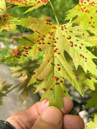 Attēlu rezultāti vaicājumam “Vasates quadripedes”