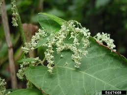 Attēlu rezultāti vaicājumam “Reynoutria sachalinensis flower”