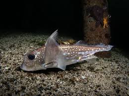 Image result for Hydrolagus colliei