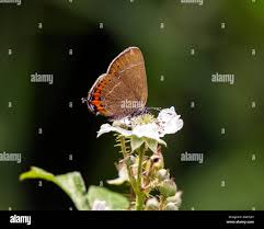 Attēlu rezultāti vaicājumam “Satyrium pruni underside”