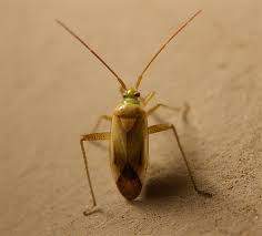 Attēlu rezultāti vaicājumam “Adelphocoris lineolatus imago”