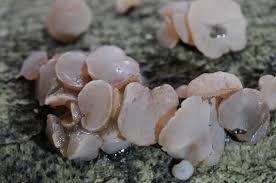 Attēlu rezultāti vaicājumam “Neobulgaria pura”