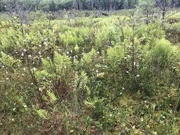 Attēlu rezultāti vaicājumam “Eriophorum gracile leaf”