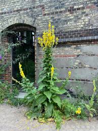 Image result for Königskerzen