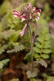 Attēlu rezultāti vaicājumam “Pedicularis palustris subsp. opsiantha”