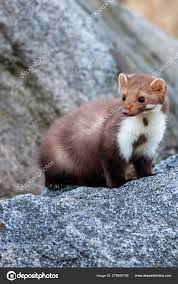 Attēlu rezultāti vaicājumam “Martes foina”