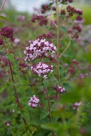 Image result for Origanum vulgare