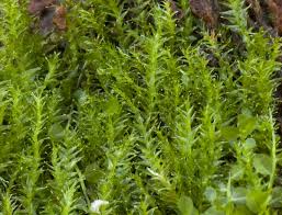 Attēlu rezultāti vaicājumam “Plagiothecium latebricola”