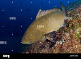 Image result for Mycteroperca olfax