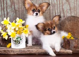 Image result for papillon