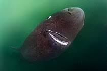 Image result for Somniosus pacificus