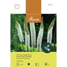 Image result for Steppenkerze