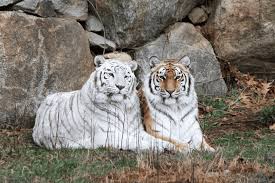 Kuvahaun tulos haulle tigers