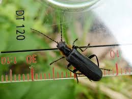 Attēlu rezultāti vaicājumam “Cantharis obscura”