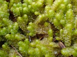 Attēlu rezultāti vaicājumam “Barbilophozia lycopodioides macro”