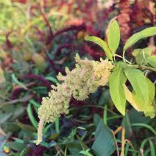 Attēlu rezultāti vaicājumam “Amaranthaceae”