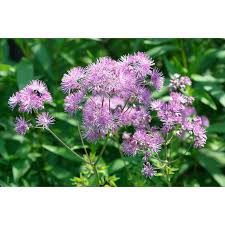Attēlu rezultāti vaicājumam “Thalictrum aquilegifolium flower”