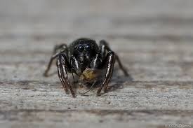 Attēlu rezultāti vaicājumam “Heliophanus sp.”