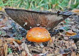 Attēlu rezultāti vaicājumam “Lactarius necator”