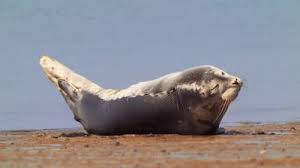 Image result for Phoca vitulina