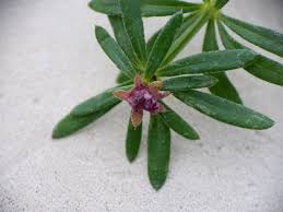 Attēlu rezultāti vaicājumam “Geocrypta galii”