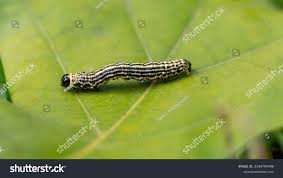 Attēlu rezultāti vaicājumam “Abraxas sylvata larva”