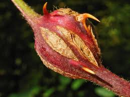 Attēlu rezultāti vaicājumam “Lasioptera rubi”