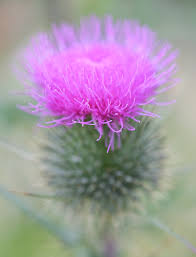 Attēlu rezultāti vaicājumam “Cirsium vulgare flower”