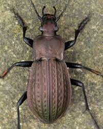 Attēlu rezultāti vaicājumam “Carabus cancellatus”