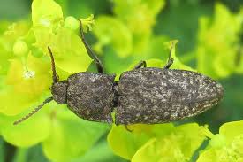 Attēlu rezultāti vaicājumam “Cidnopus aeruginosus”