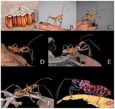 Attēlu rezultāti vaicājumam “Rhynocoris annulatus nymph”