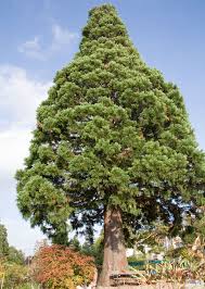 Image result for Mammutbaum