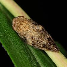 Attēlu rezultāti vaicājumam “Aphrophora alni imago”