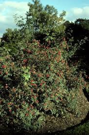 Attēlu rezultāti vaicājumam “Rosa glauca leaf”