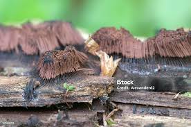 Attēlu rezultāti vaicājumam “Stemonitis fusca”