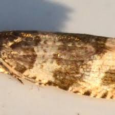 Attēlu rezultāti vaicājumam “Orthotaenia undulana”