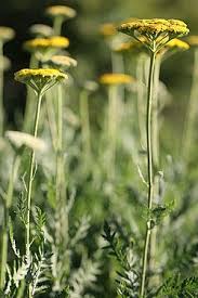 Image result for Achillea filipendulina