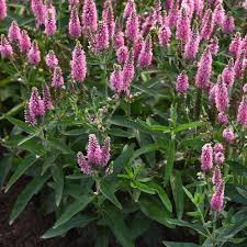 Attēlu rezultāti vaicājumam “Veronica longifolia”