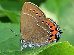 Attēlu rezultāti vaicājumam “Satyrium pruni underside”