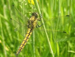 Attēlu rezultāti vaicājumam “Orthetrum cancellatum”