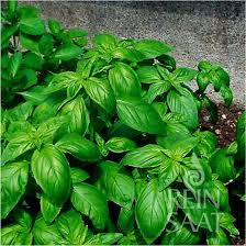 Image result for Basilikum