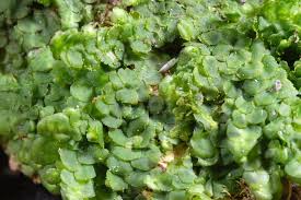 Attēlu rezultāti vaicājumam “Radula complanata”