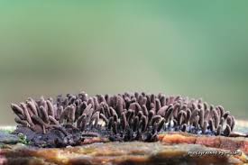 Attēlu rezultāti vaicājumam “Comatricha pulchella”