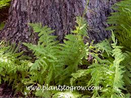 Attēlu rezultāti vaicājumam “Thelypteris palustris”