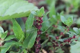 Attēlu rezultāti vaicājumam “Elatinaceae”