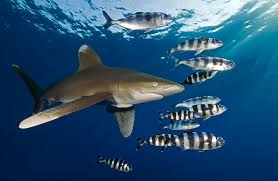 Image result for Carcharhinus longimanus