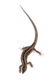 Attēlu rezultāti vaicājumam “Lacerta agilis female”