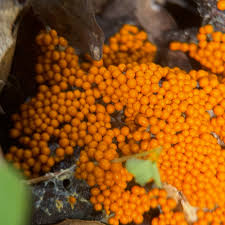 Attēlu rezultāti vaicājumam “Brefeldia maxima spores”