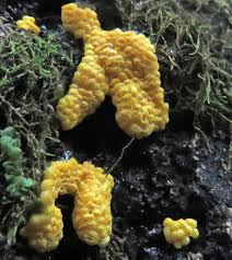 Attēlu rezultāti vaicājumam “Lycogala paraconfusum sessile”